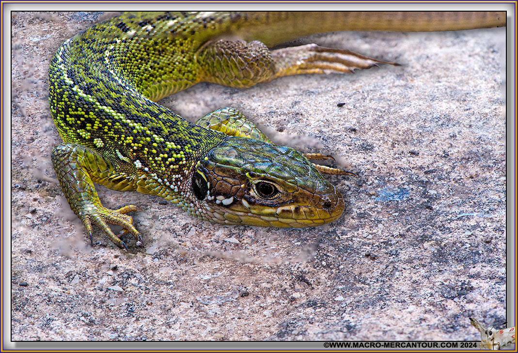 Lézard vert